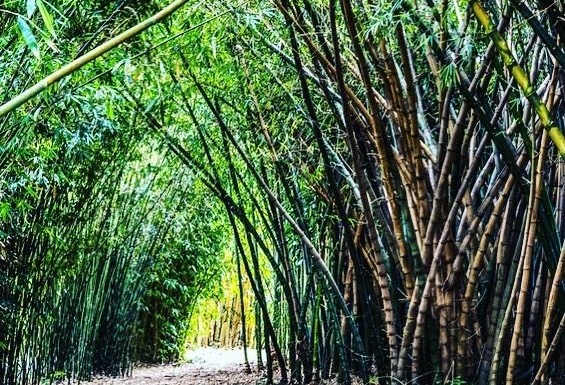 Bamboo World Nursery