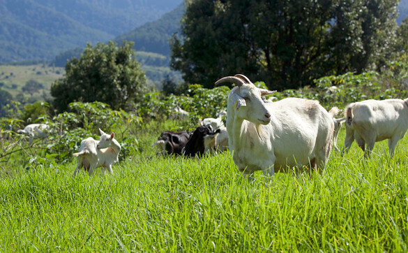 Nimbin Valley Dairy
