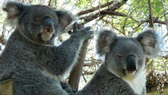 Friends of the Koala - Care Centre